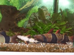 clown-loach-side