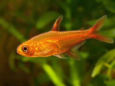 Ember Tetra - Hyphessobrycon Amandae - Tropical Fish Site