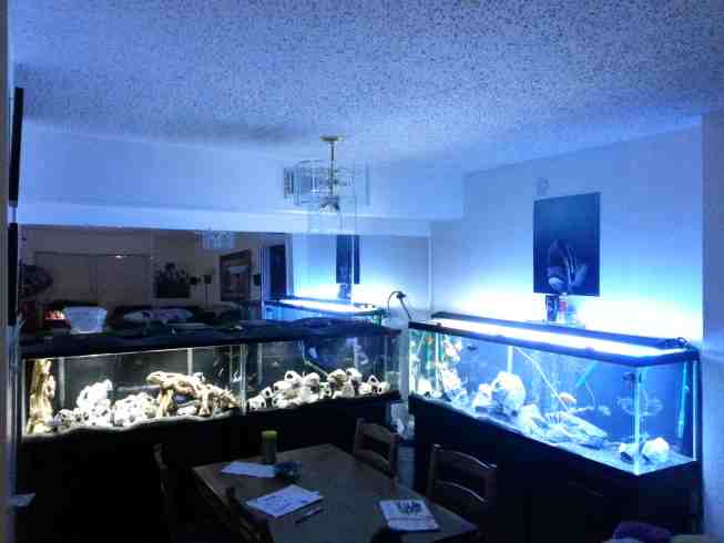 aguirre-fish-room