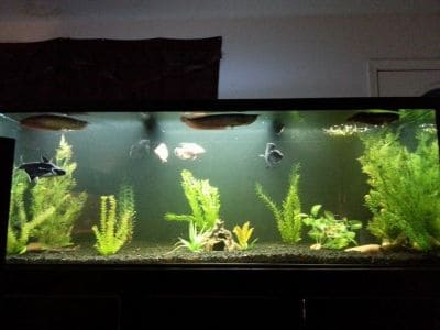 Monster Fish Tank - Tropical Fish Site