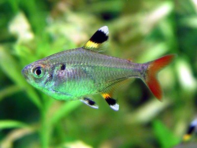 Pristella Tetra - Pristella Maxillaris - Tropical Fish Site