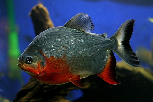 red-bellied-pacu