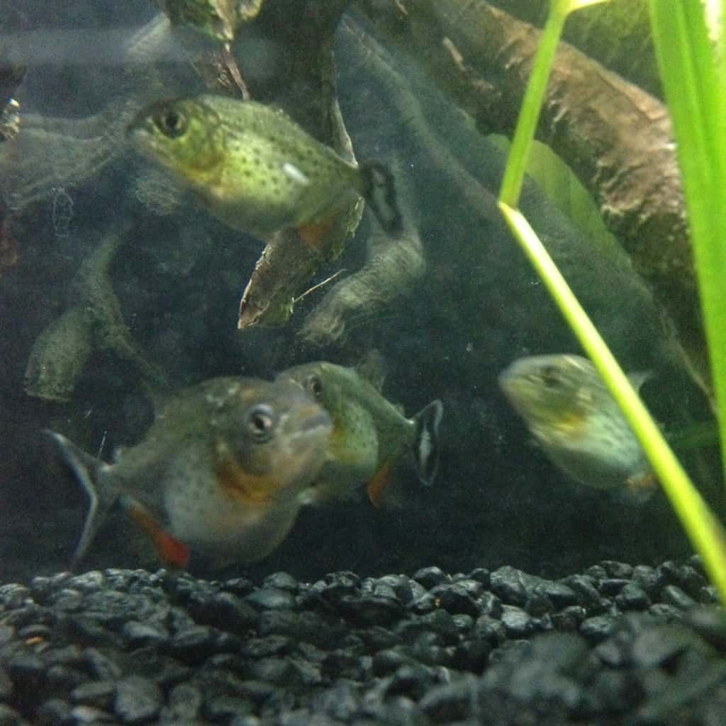 red-belly-piranha-tank