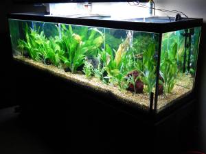 125-gallon-planted-aquarium