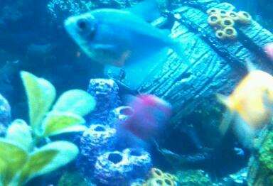 beautiful-glowfish-tetra-2