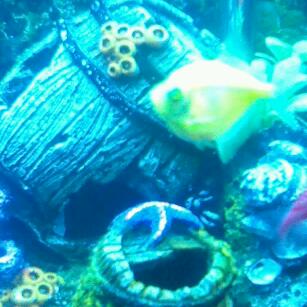 beautiful-glowfish-tetra-3
