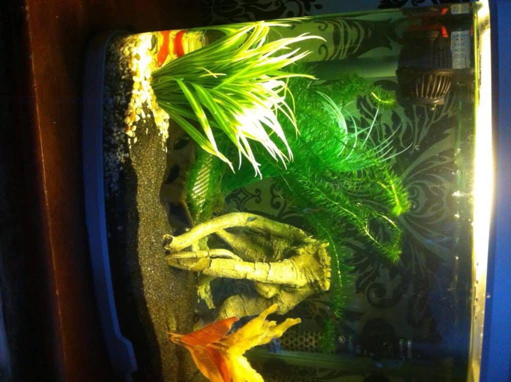 com-fish-tank-aquarium