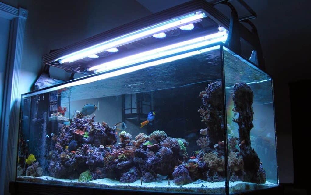 2x Slim HO T5 Aquarium Light Fixture & T5 54W Bulb 4ft Water Proof Day Blue Pink 
